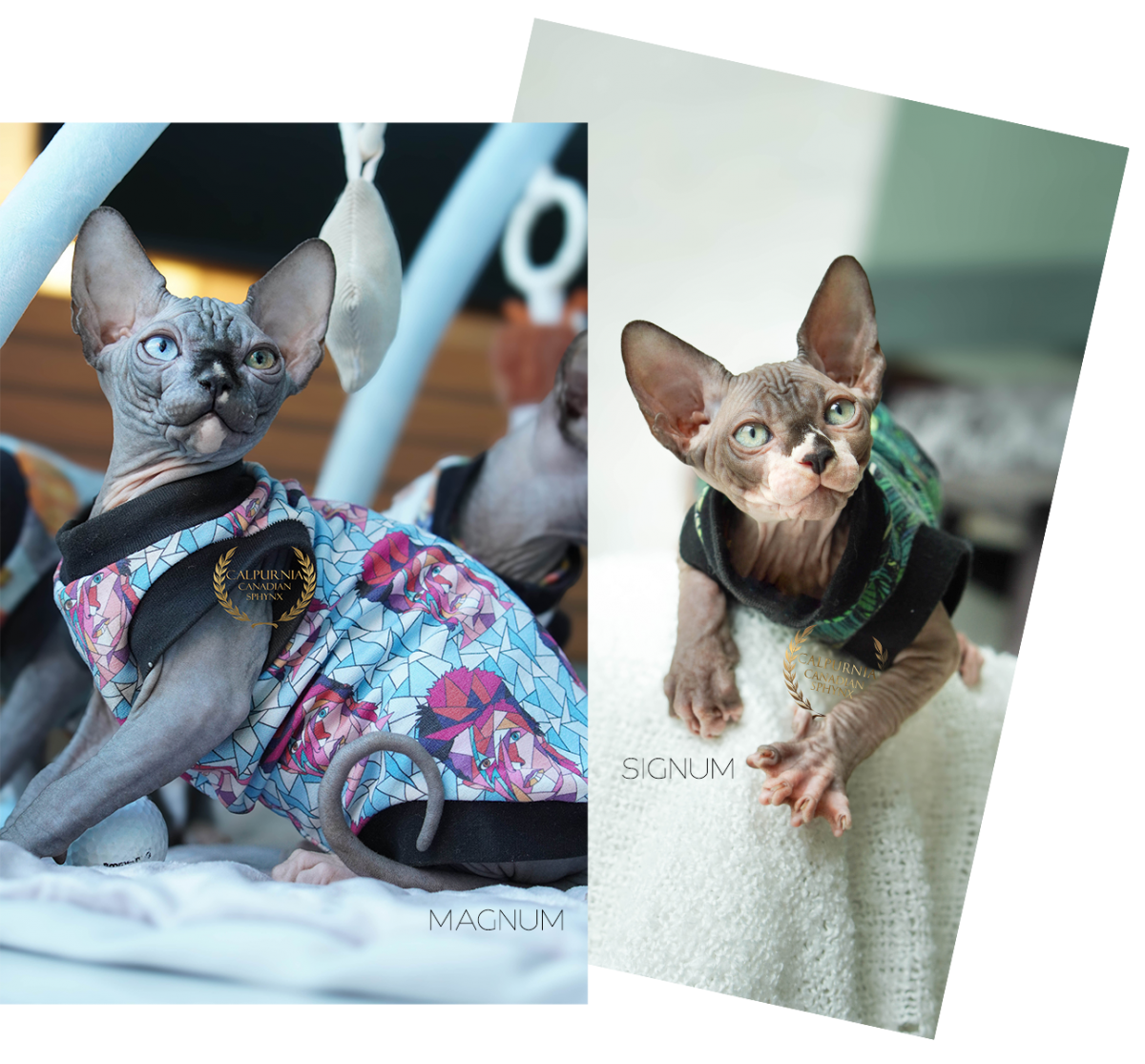 Nuori sfinx-pentu kurkistaa leikkimökistä, ympäristö rikastettu pentujen kehitystä varten.