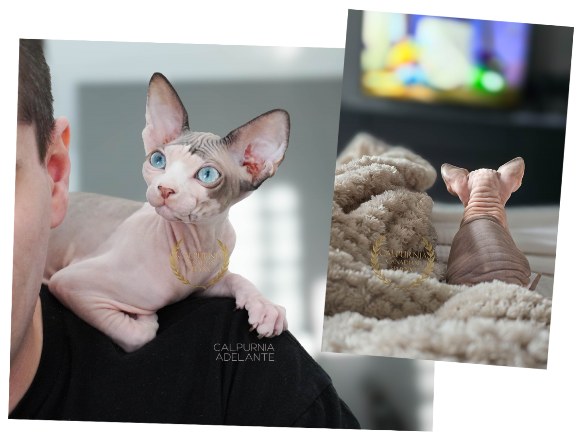 Sfinx-kissa kasvattajan olkapäällä, läheinen ja seurallinen luonne.